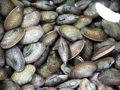 SÒ LỤA (Size lớn)